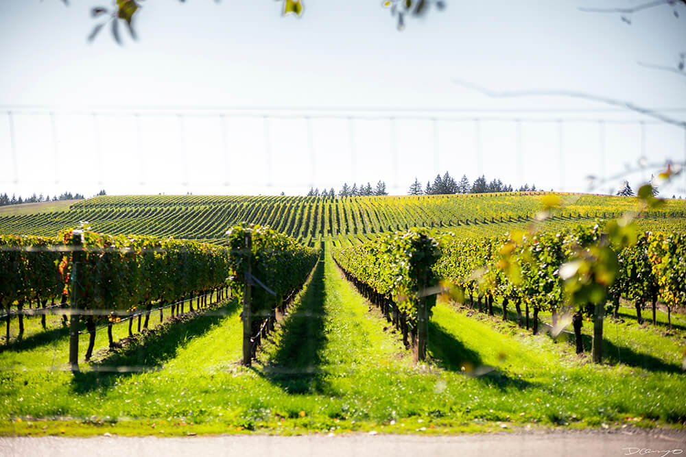 Photos with Communique Wines in McMinville, Oregon, in the Fall of 2020.